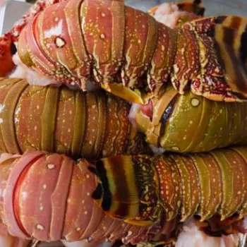 À MÉDIA NACIONAL - Estado equipara a alíquota do ICMS da lagosta